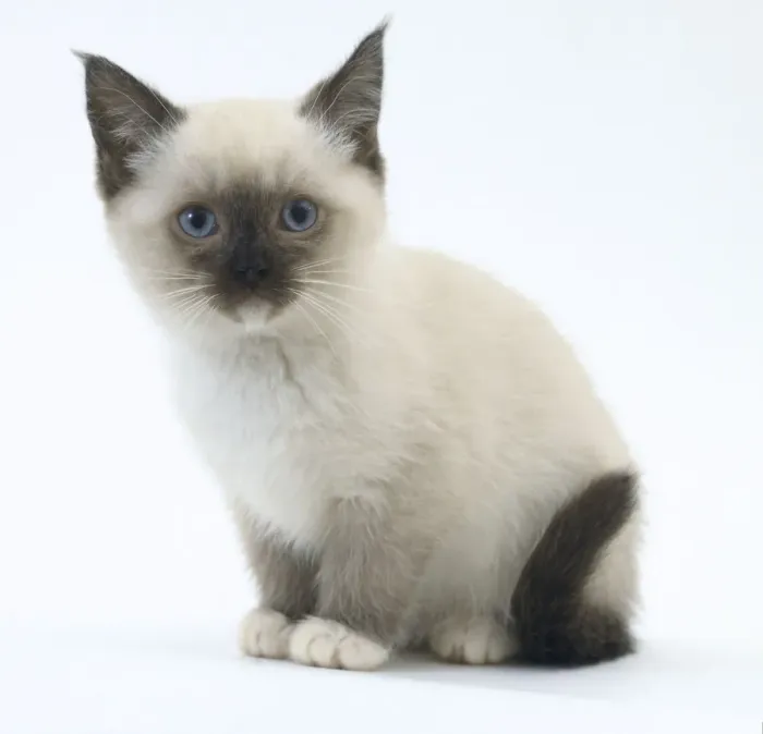 Gerahmter Druck : Burmakitten Gerahmter Druck : Burmakitten