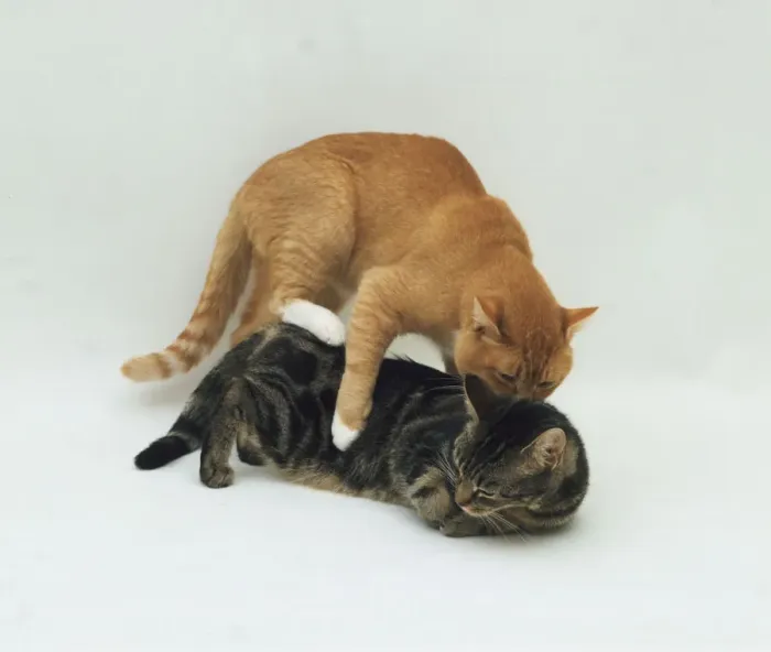 Gerahmter Druck : Zwei Katzen paaren sich Gerahmter Druck : Zwei Katzen paaren sich