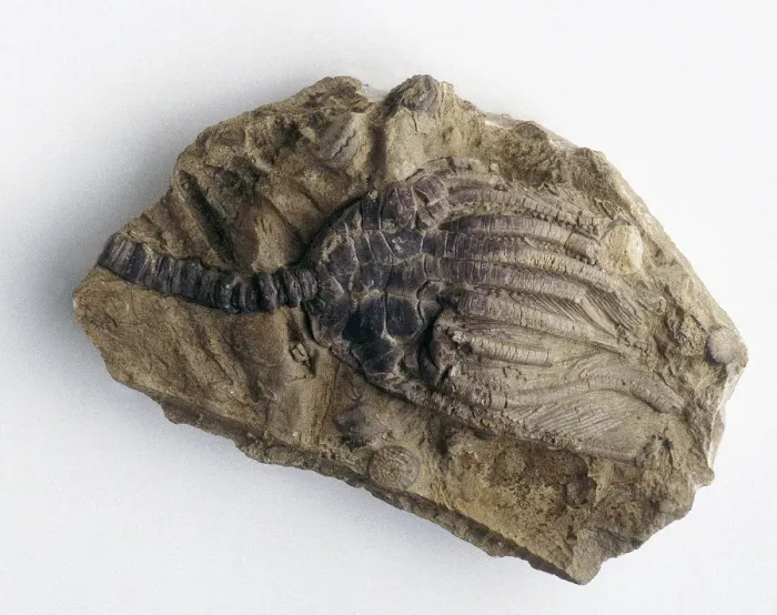 Gerahmter Druck : Riesigfossiler Krillnuss Gerahmter Druck : Riesigfossiler Krillnuss