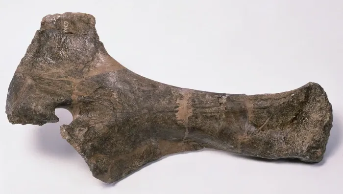 Gerahmter Druck : Alter unsicherer Barosaurus-Knochen Gerahmter Druck : Alter unsicherer Barosaurus-Knochen