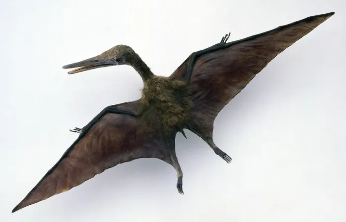 Gerahmter Druck : Überblicksansicht eines Modells von Pterodaktel Gerahmter Druck : Überblicksansicht eines Modells von Pterodaktel