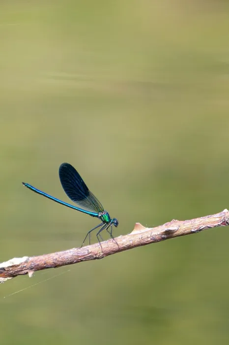 Gerahmter Druck : Libellen-Art Agrion splendens Gerahmter Druck : Libellen-Art Agrion splendens