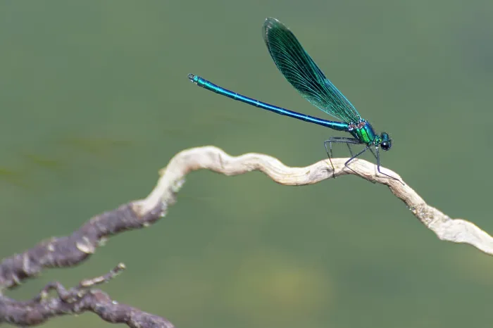 Gerahmter Druck : Libellenart Agrion splendens Gerahmter Druck : Libellenart Agrion splendens