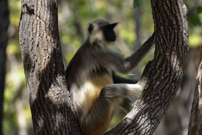 Gerahmter Druck : Emnopithecus ist eine Gattung alter Weltaffen, die auf dem indischen Subkontinent beheimatet sind. Gerahmter Druck : Emnopithecus ist eine Gattung alter Weltaffen, die auf dem indischen Subkontinent beheimatet sind.