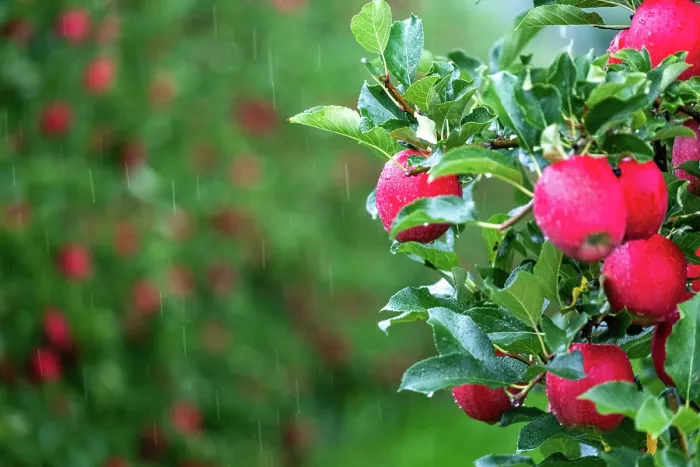 Gerahmter Druck : Evelina-Apfelbaum im Regen. Gerahmter Druck : Evelina-Apfelbaum im Regen.