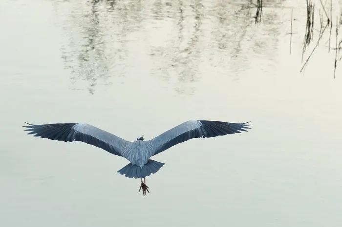 Gerahmter Druck : Flugender grüner Heron Gerahmter Druck : Flugender grüner Heron