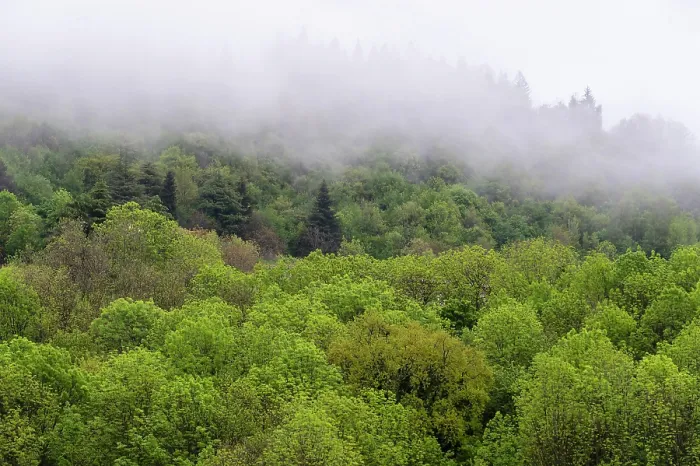 Gerahmter Druck : Gemischter Wald im Frühling. Gerahmter Druck : Gemischter Wald im Frühling.