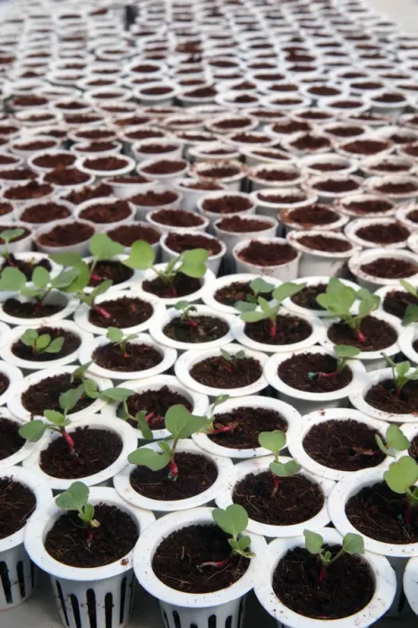 Gerahmter Druck : Biologischer Hydrokopon-Anbau von Gemüse, Salatkolonnen im Grüngewächshaus, Dalat, Vietnam Gerahmter Druck : Biologischer Hydrokopon-Anbau von Gemüse, Salatkolonnen im Grüngewächshaus, Dalat, Vietnam