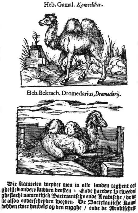 Gerahmter Druck : Vorbinomale Klassifizierung von Artenarten. Hier zwei verschiedene Arten des Gattungs Camel Gerahmter Druck : Vorbinomale Klassifizierung von Artenarten. Hier zwei verschiedene Arten des Gattungs Camel