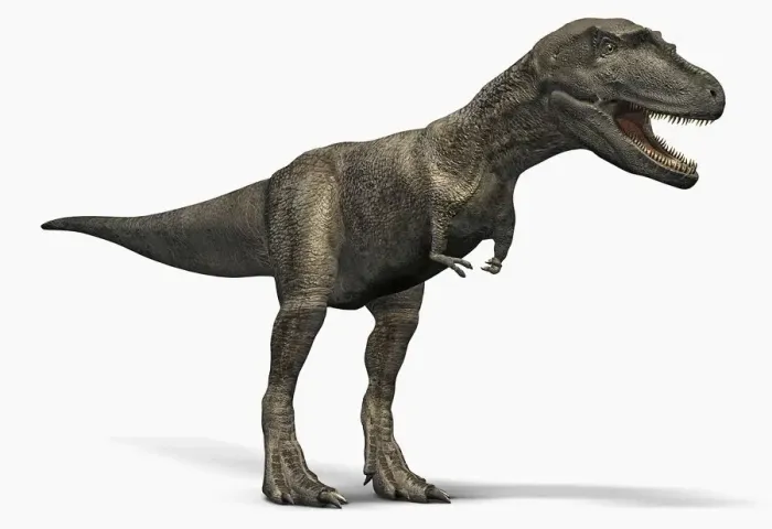 Gerahmter Druck : Der Albertosaurus im Seitenblick Gerahmter Druck : Der Albertosaurus im Seitenblick