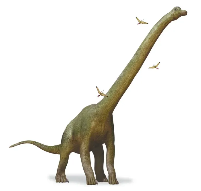 Gerahmter Druck : Brachiosaurus, Armlepzigel, Seitenansicht Gerahmter Druck : Brachiosaurus, Armlepzigel, Seitenansicht