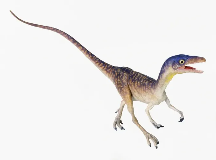 Gerahmter Druck : Compsognathus Gerahmter Druck : Compsognathus