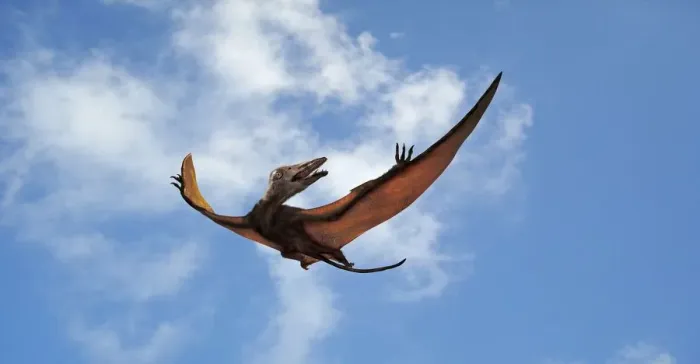 Gerahmter Druck : Eudimorphodon im Flug Gerahmter Druck : Eudimorphodon im Flug