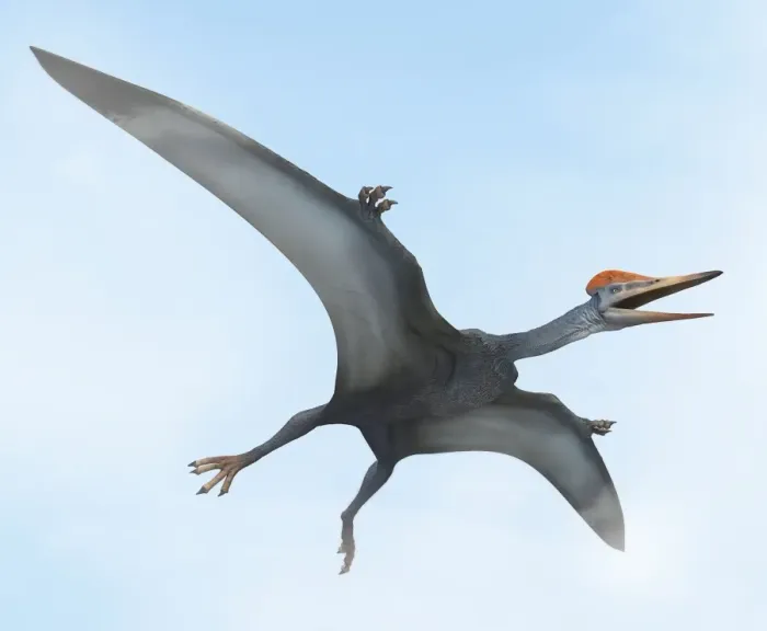 Gerahmter Druck : Pterodaktylus im Flug