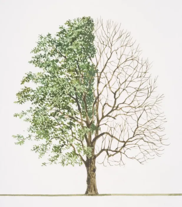 Gerahmter Druck : Fraxinus excelsior (Gemeiner Eichebaum) Gerahmter Druck : Fraxinus excelsior (Gemeiner Eichebaum)