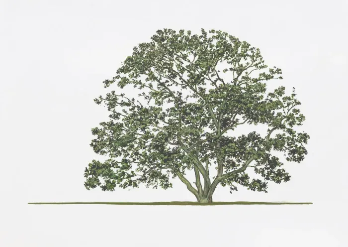 Gerahmter Druck : Quercus phylliroeodes Gerahmter Druck : Quercus phylliroeodes