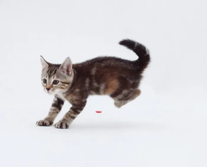 Gerahmter Druck : Katzen auf der Pauke stehen Gerahmter Druck : Katzen auf der Pauke stehen