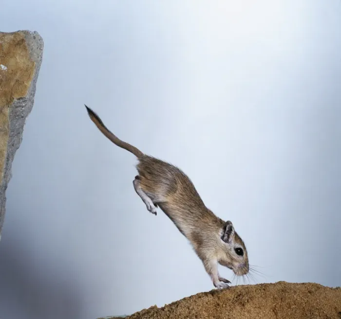 Gerahmter Druck : Ein springender Gerbils Gerahmter Druck : Ein springender Gerbils