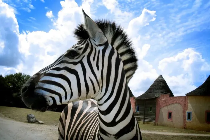 Gerahmter Druck : Zebras in Namibia Gerahmter Druck : Zebras in Namibia