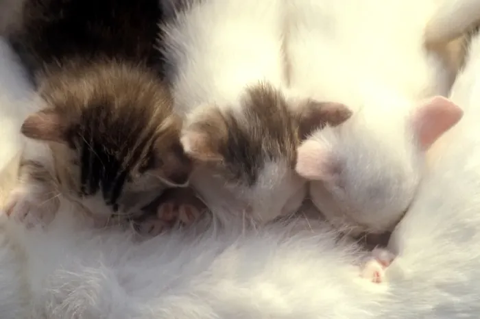 Gerahmter Druck : Cats Gerahmter Druck : Cats