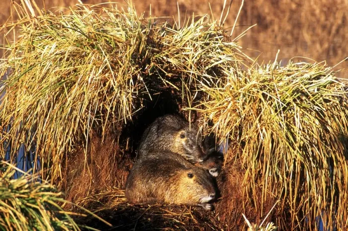 Gerahmter Druck : Coypu Gerahmter Druck : Coypu