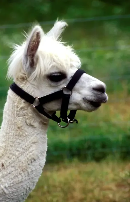 Gerahmter Druck : Llama Gerahmter Druck : Llama