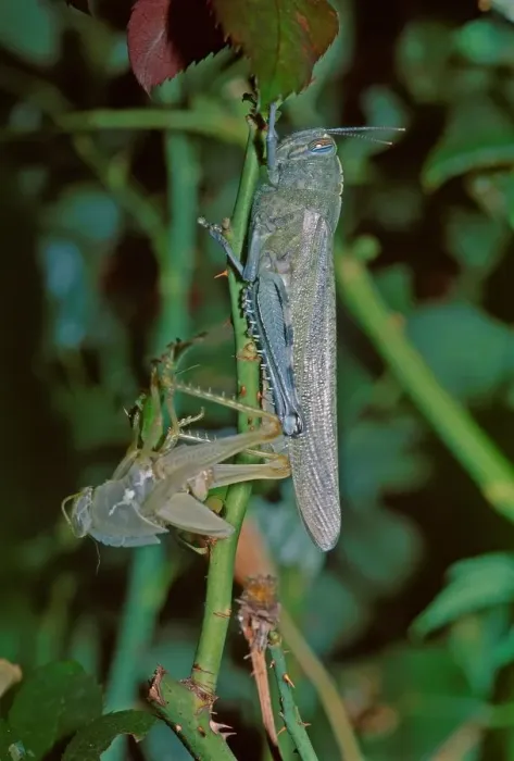 Gerahmter Druck : Locust Gerahmter Druck : Locust