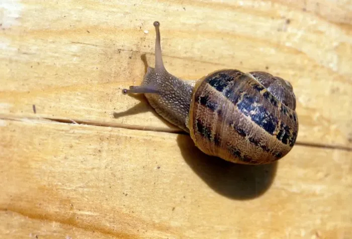 Gerahmter Druck : Snail Gerahmter Druck : Snail