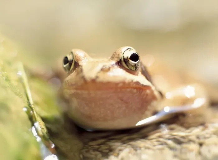 Gerahmter Druck : Toad Gerahmter Druck : Toad