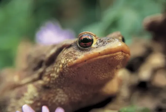 Gerahmter Druck : Frosch, Bufonidengiftmole Gerahmter Druck : Frosch, Bufonidengiftmole