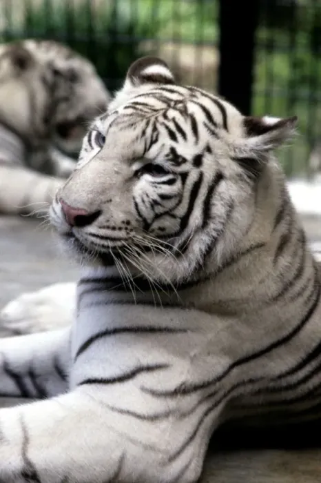Gerahmter Druck : Weißer Tiger Gerahmter Druck : Weißer Tiger