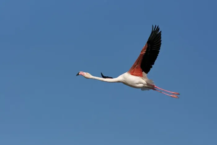 Gerahmter Druck : Flamingo Gerahmter Druck : Flamingo