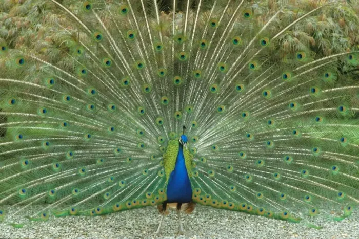 Gerahmter Druck : Peacock Gerahmter Druck : Peacock