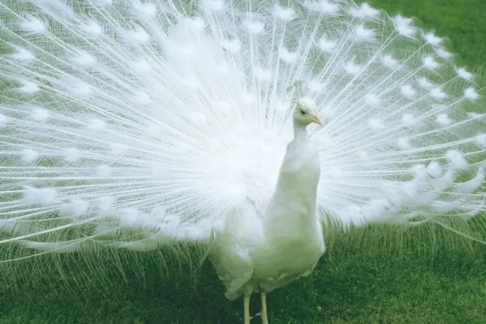 Gerahmter Druck : Peacock Gerahmter Druck : Peacock