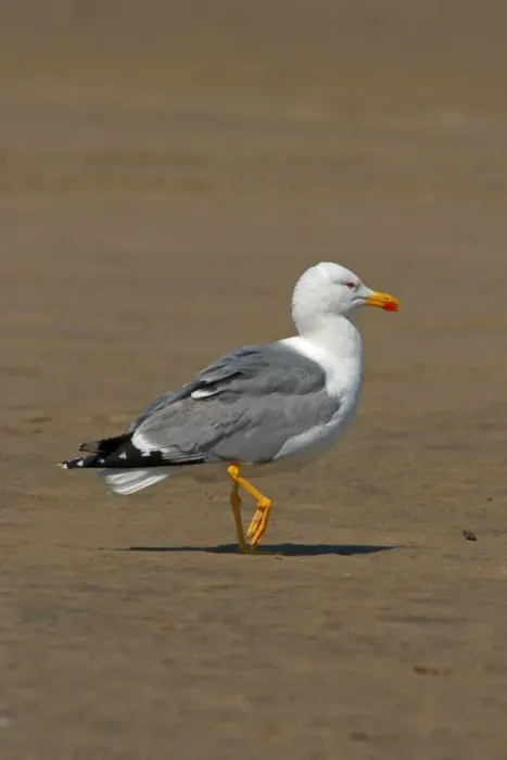 Gerahmter Druck : Seagull Gerahmter Druck : Seagull
