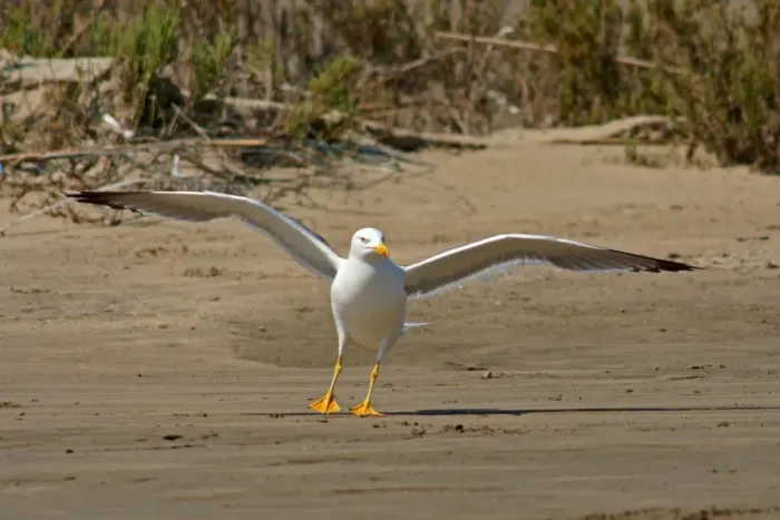 Gerahmter Druck : Seagull Gerahmter Druck : Seagull