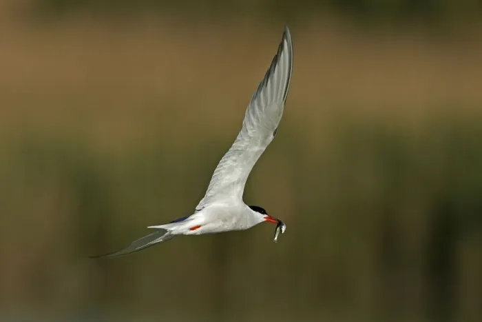 Gerahmter Druck : Tern Gerahmter Druck : Tern