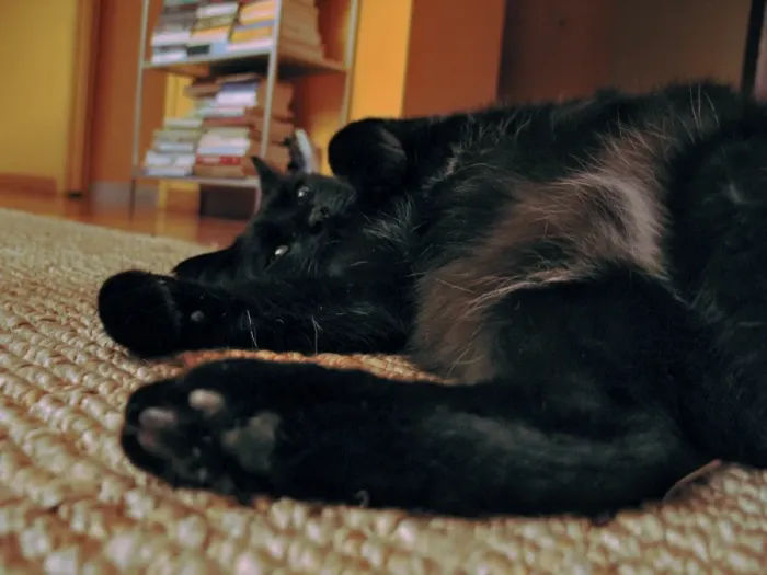 Gerahmter Druck : Schwarzer Katze Gerahmter Druck : Schwarzer Katze