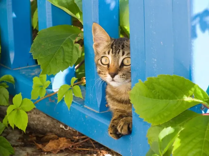 Gerahmter Druck : Cat Gerahmter Druck : Cat