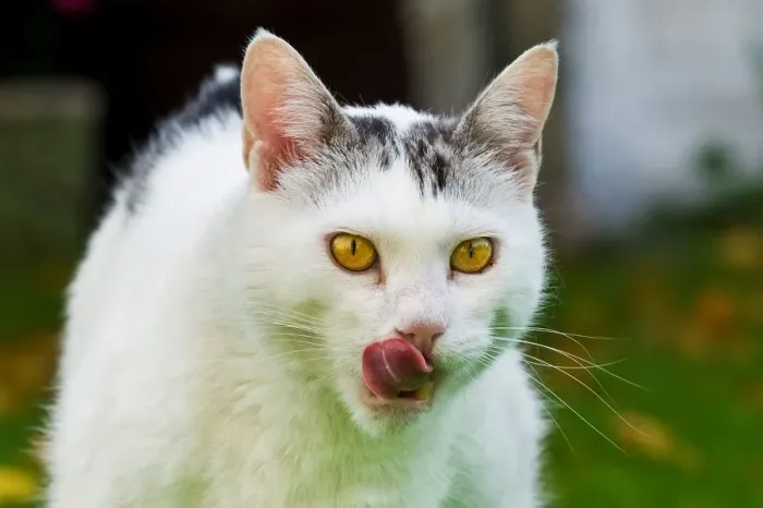 Gerahmter Druck : Katze Isst Gerahmter Druck : Katze Isst