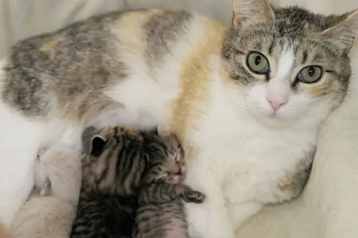 Gerahmter Druck : Katze und ihr Kitten Gerahmter Druck : Katze und ihr Kitten