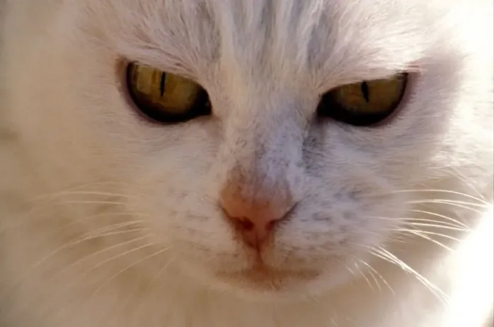 Gerahmter Druck : Weißer Katze Gerahmter Druck : Weißer Katze