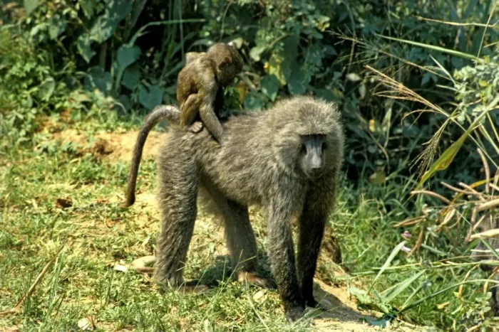 Gerahmter Druck : Baboons Gerahmter Druck : Baboons