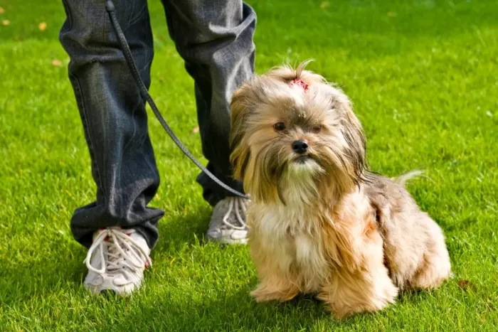 Gerahmter Druck : Dog Gerahmter Druck : Dog