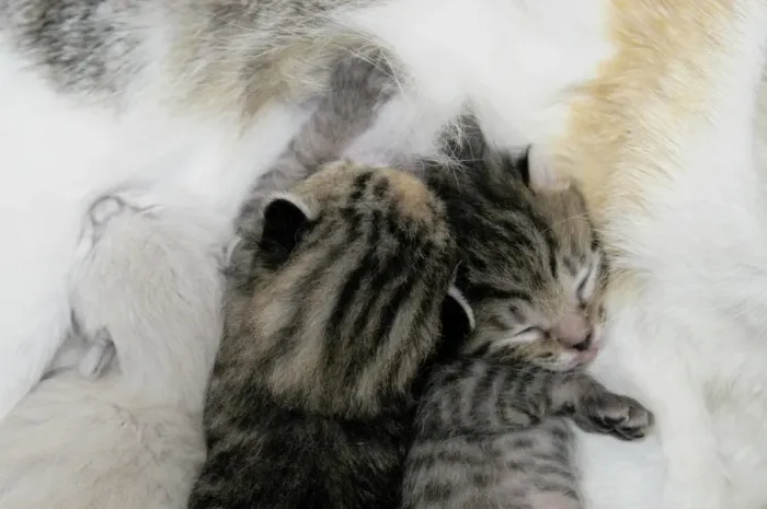 Gerahmter Druck : Kitten Gerahmter Druck : Kitten