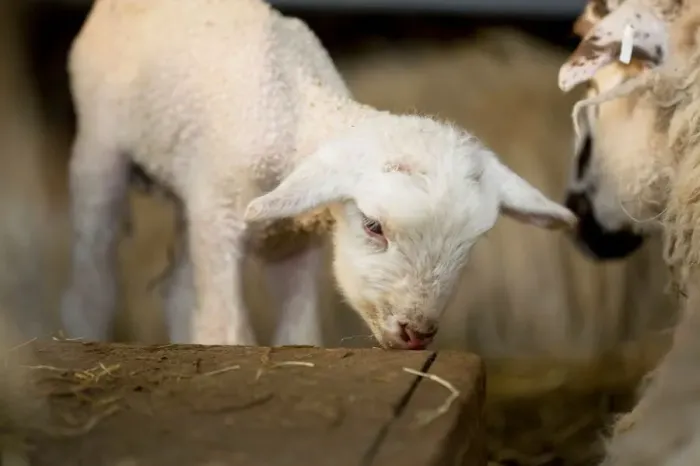 Gerahmter Druck : Lamb Gerahmter Druck : Lamb