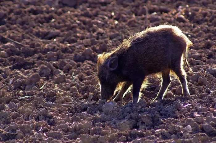 Gerahmter Druck : Wildschwein Gerahmter Druck : Wildschwein