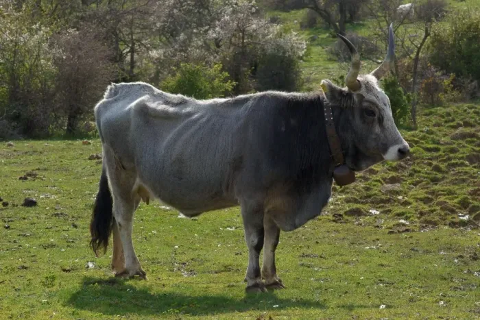 Gerahmter Druck : Bovines Gerahmter Druck : Bovines