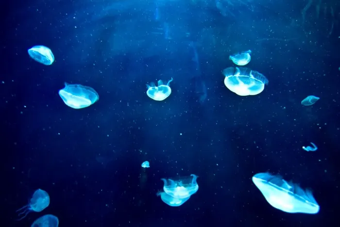 Gerahmter Druck : Jellyfish Gerahmter Druck : Jellyfish