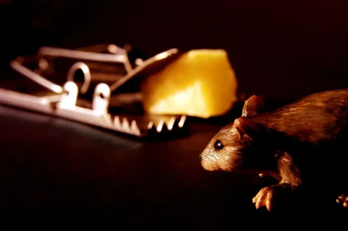 Gerahmter Druck : Mousetrap